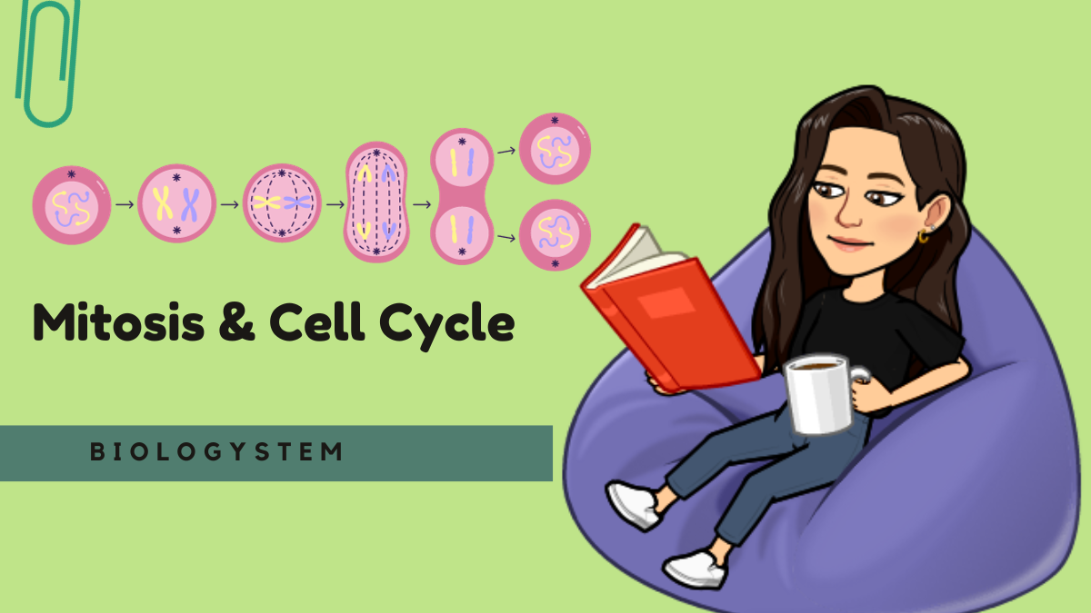 Understanding Mitosis and the Cell Cycle