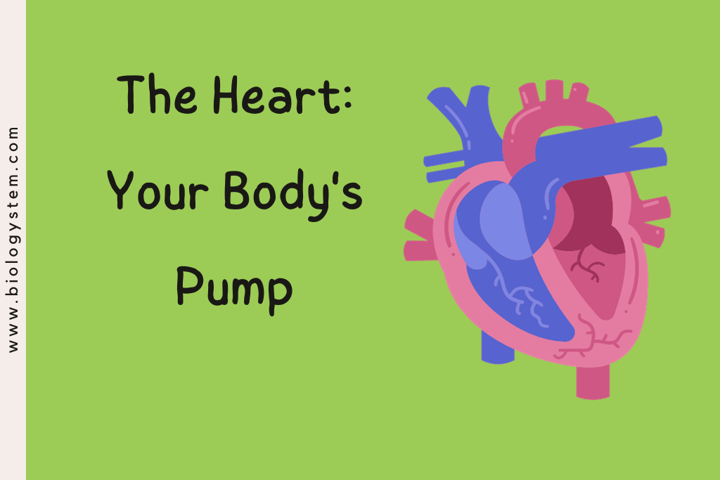 The heart: your body's pump